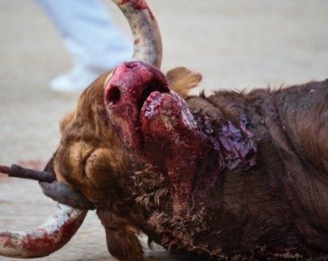 Veja o que acontece depois da morte de um touro em San Fermín [Fotos]