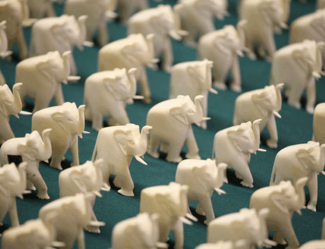 Califórnia Proíbe Comércio de Marfim