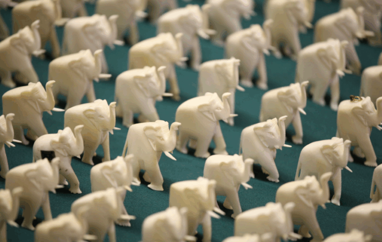 Califórnia Proíbe Comércio de Marfim