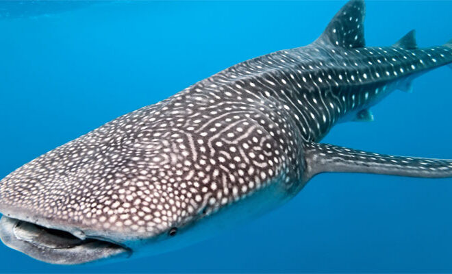 Tubarão-baleia agora na Lista Vermelha de Espécies Ameaçadas da IUCN