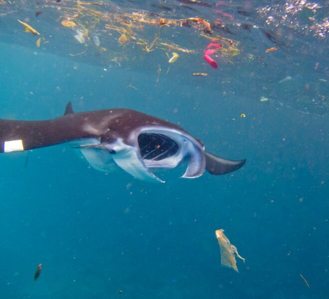 Microplásticos que poluem o mar são “grande ameaça” para baleias, tubarões e raias