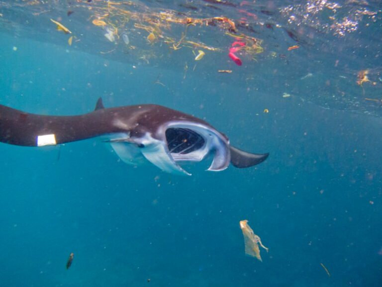 Microplásticos que poluem o mar são “grande ameaça” para baleias, tubarões e raias
