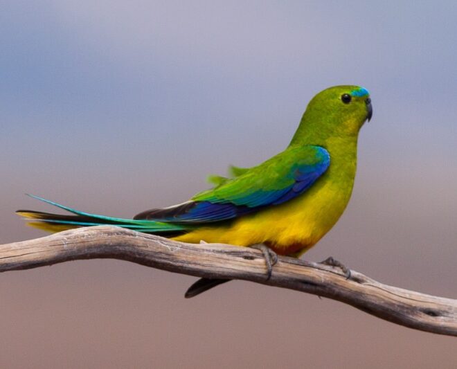 222 espécies de aves estão agora “criticamente em perigo” de extinção