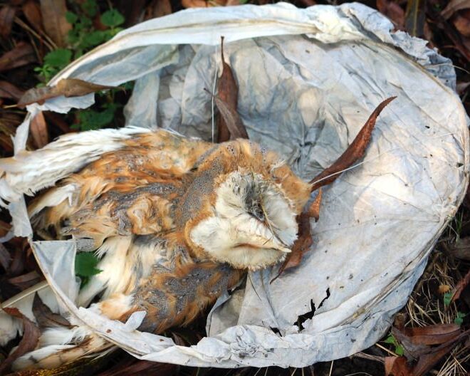 Lançar balões de papel com mecha acesa coloca em risco os animais selvagens e o ambiente