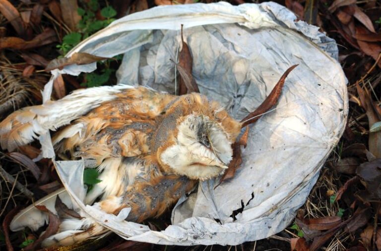 Lançar balões de papel com mecha acesa coloca em risco os animais selvagens e o ambiente