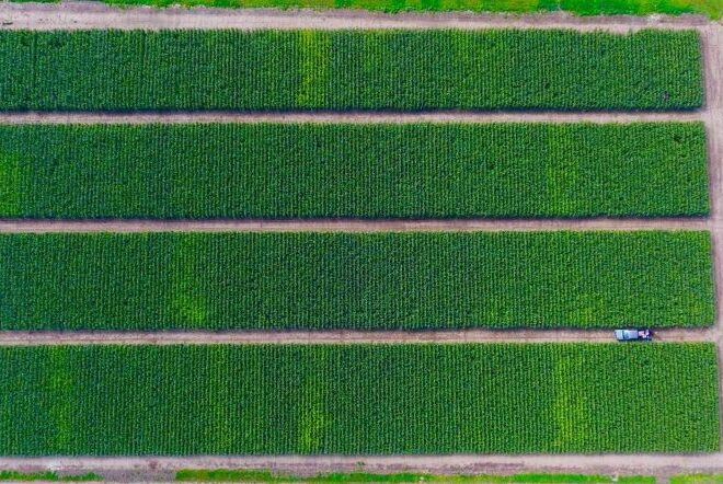 Dietas norte-americanas requerem mais terra do que aquela que temos, diz estudo