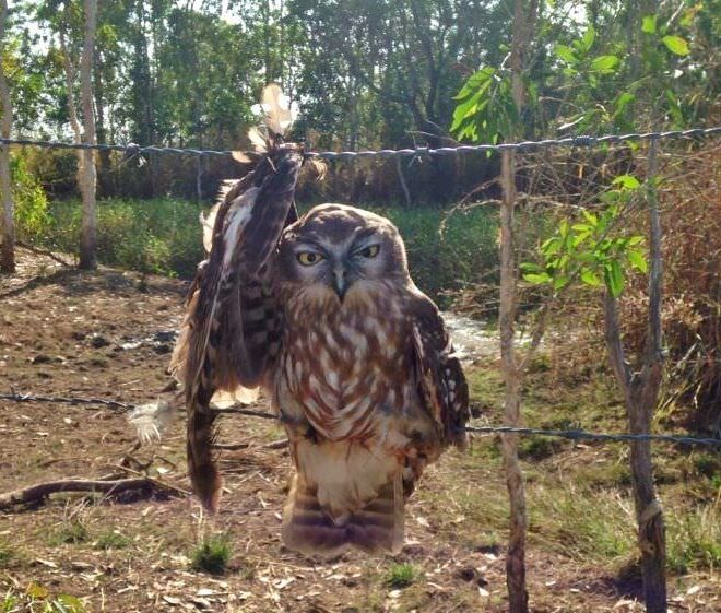 Foto de coruja demonstra os perigos do arame farpado para a fauna selvagem