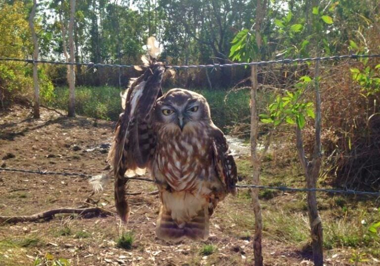 Foto de coruja demonstra os perigos do arame farpado para a fauna selvagem