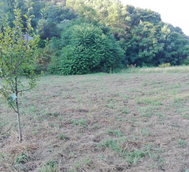 O UniPlanet vai criar uma horta coletiva na zona de Coimbra