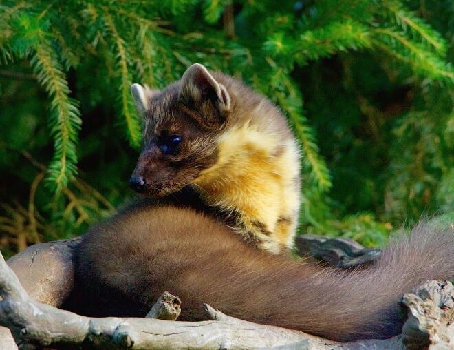 Marta avistada na maior floresta inglesa pela primeira vez em 90 anos