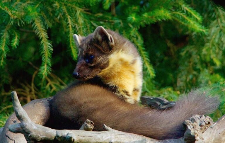 Marta avistada na maior floresta inglesa pela primeira vez em 90 anos