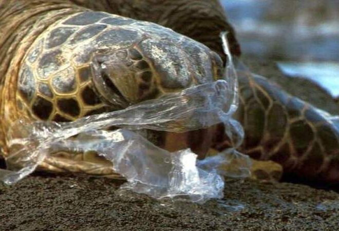 Nova Zelândia vai proibir os sacos de plástico