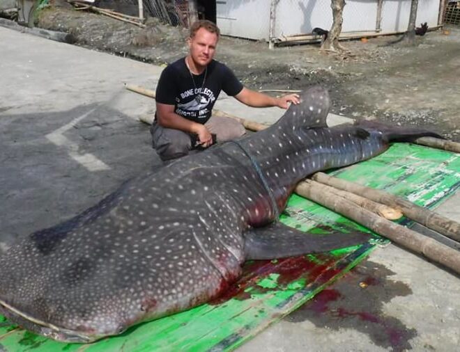 Tubarão-baleia dá à costa morto com embalagens de plástico no estômago