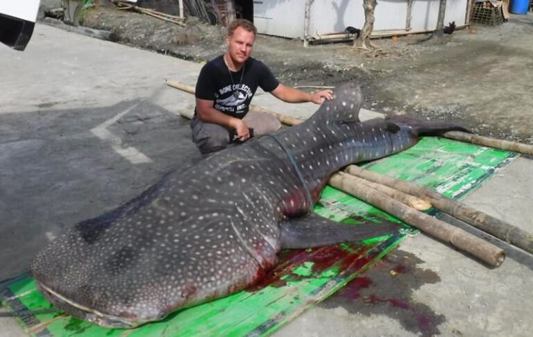 Tubarão-baleia dá à costa morto com embalagens de plástico no estômago