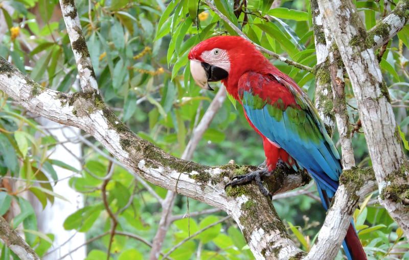 Indígenas da Amazónia pedem maior reserva do mundo com 200 milhões de hectares