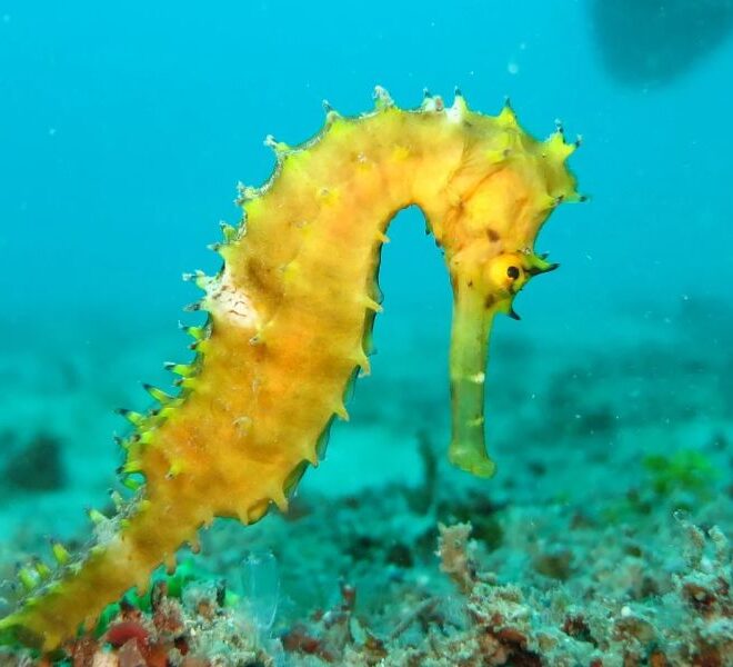 PAN: Governo acolhe medida que promove conservação dos ecossistemas marinhos