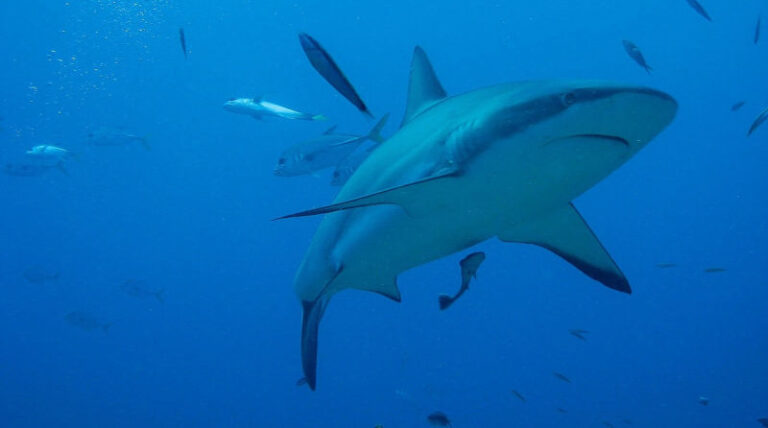 Ecologistas exigem fim do comércio de barbatanas de tubarão na União Europeia