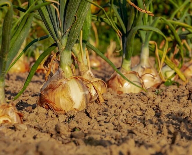 Como arranjar um terreno gratuitamente para a sua horta