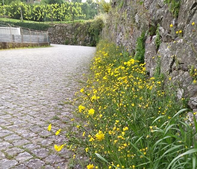 Freguesia de Braga deixa crescer vegetação espontânea para proteger insetos polinizadores