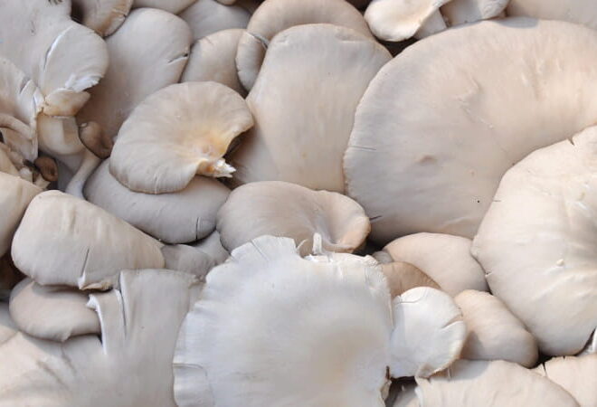 Nam Urban Farm: a primeira quinta que transforma borras de café em cogumelos