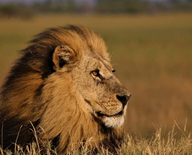 África do Sul planeia proibir criação de leões em cativeiro para caça ou entretenimento