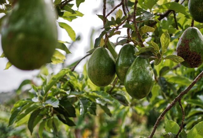 Maior projeto de cultivo de abacates em Portugal foi chumbado