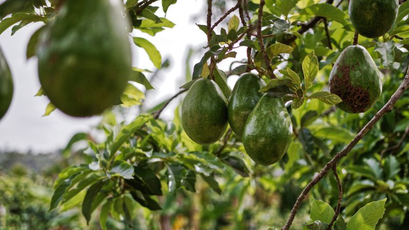 Maior projeto de cultivo de abacates em Portugal foi chumbado