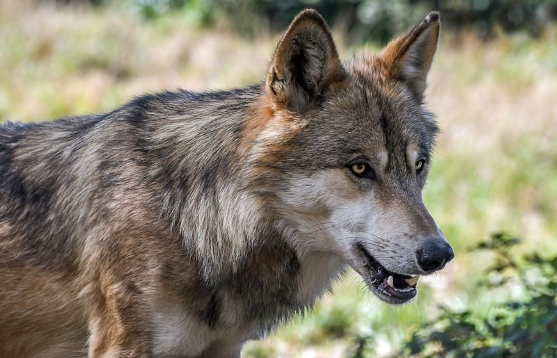 Portugal votou hoje a favor de reduzir a proteção dos lobos