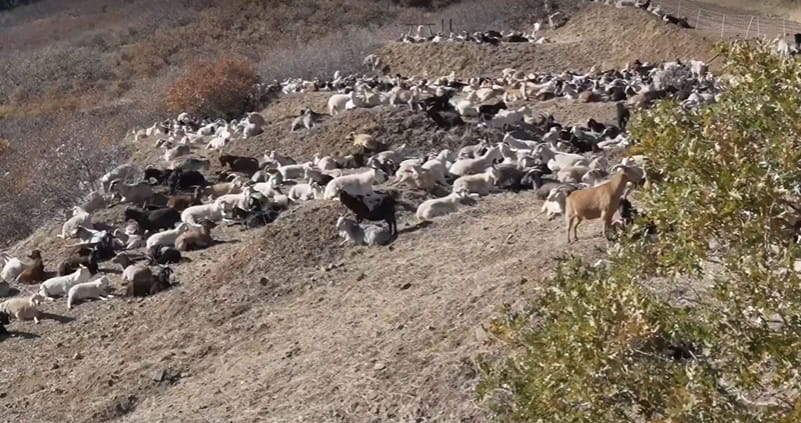 Rebanho de 1200 Cabras Ajuda a Prevenir Incêndios no Colorado