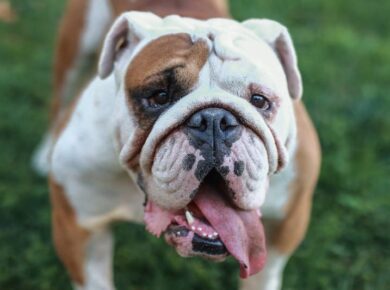 Bulldog