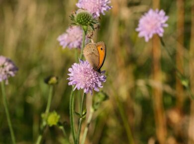 borboleta