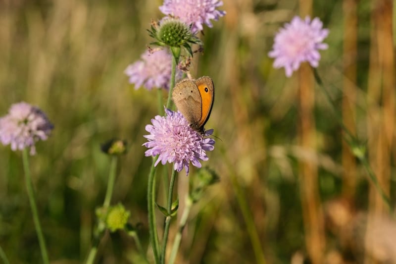 borboleta