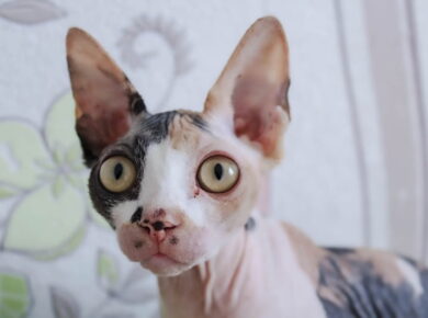 gato Sphynx