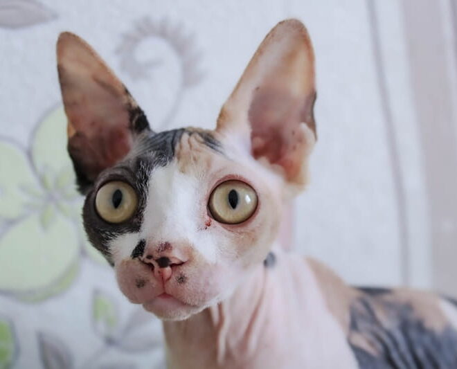 Países Baixos proíbem animais de companhia com características físicas prejudiciais