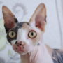 gato Sphynx