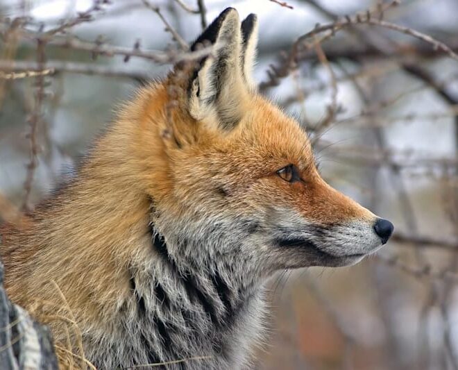 Vitória: Escócia proíbe armadilhas de laço