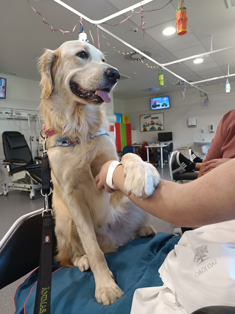 cão terapia