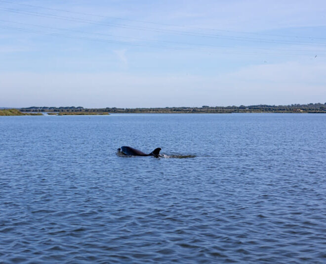 RALVT: proteger a fauna marinha e monitorizar os arrojamentos em Lisboa e Vale do Tejo