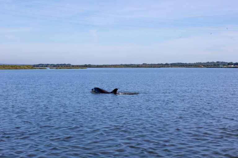 RALVT: proteger a fauna marinha e monitorizar os arrojamentos em Lisboa e Vale do Tejo
