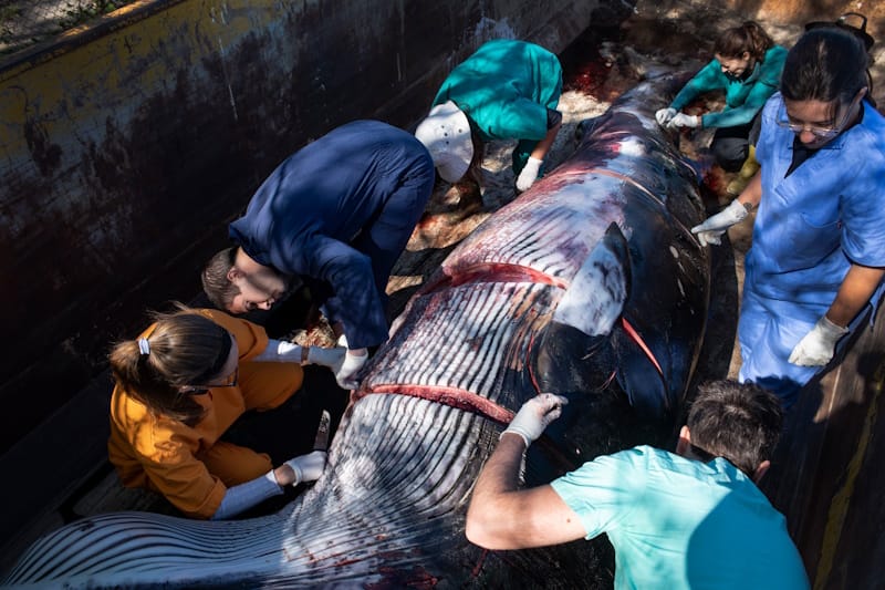 Voluntários a ajudarem numa nercópsia a uma baleia-anã