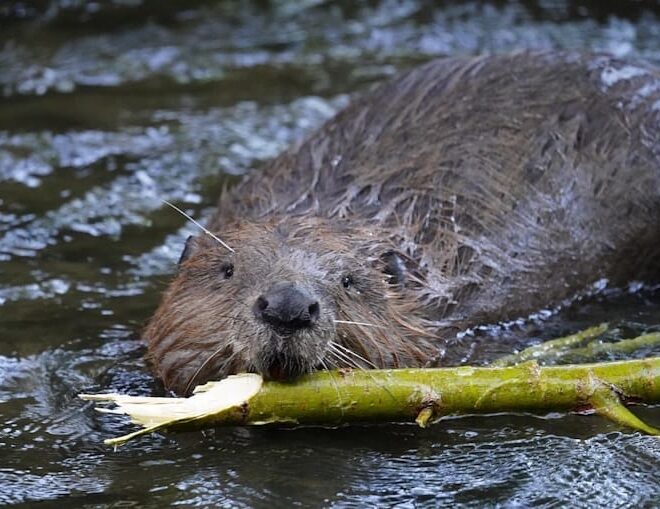 Castores constroem barragem na Chéquia e poupam 1,2 milhões de euros ao Governo