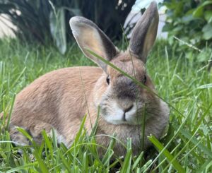 “Animais exóticos não são brinquedos”: UniPlanet falou com a APRAE sobre abandono, criação ilegal e como podemos ajudar