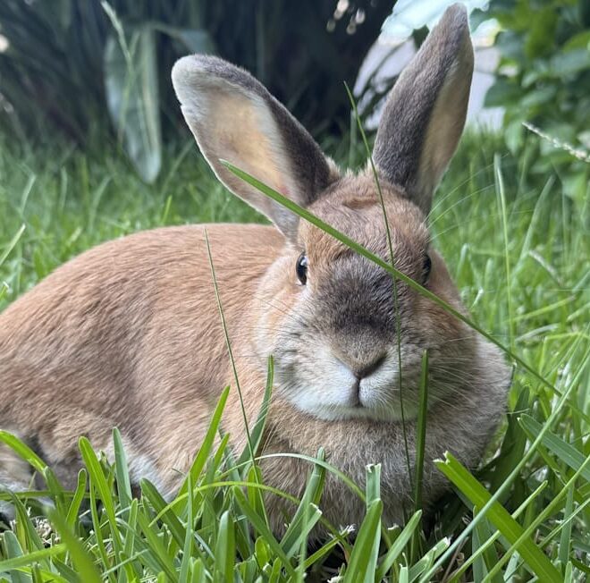 “Animais exóticos não são brinquedos”: UniPlanet falou com a APRAE sobre abandono, criação ilegal e como podemos ajudar