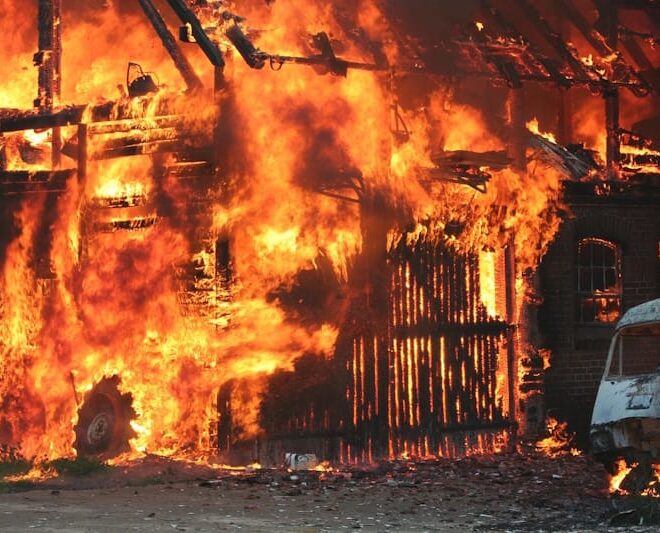 Incêndios florestais continuam a matar milhares de animais