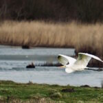 Zonas húmidas: as aliadas silenciosas contra as inundações