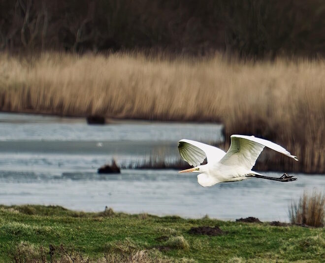 Zonas húmidas: as aliadas silenciosas contra as inundações
