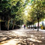 As árvores não caem por acaso: o que precisamos de mudar nas cidades