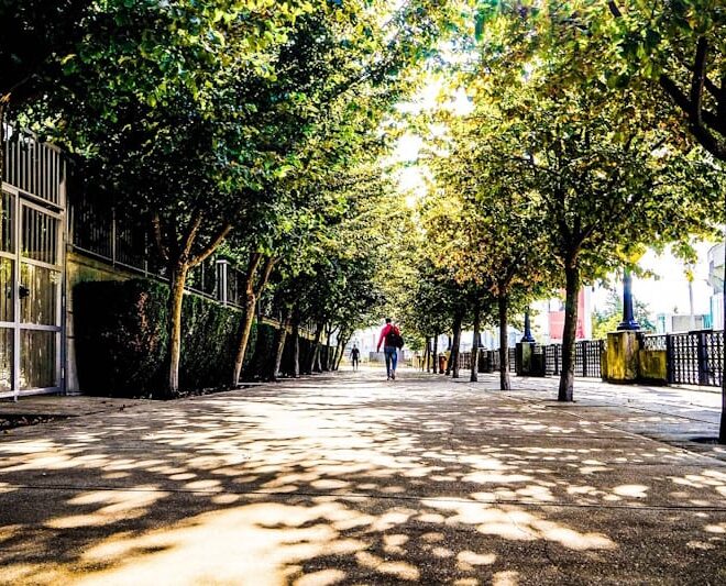 As árvores não caem por acaso: o que precisamos de mudar nas cidades