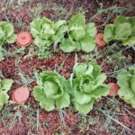 “Não é a gravidade que manda, é a planta”: a rega ancestral que pode poupar até 70% de água