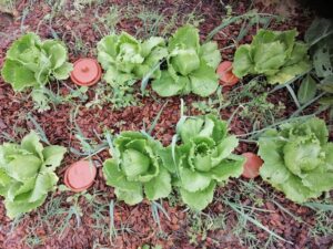 “Não é a gravidade que manda, é a planta”: a rega ancestral que pode poupar até 70% de água